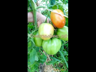 Томат Де Барао гигант