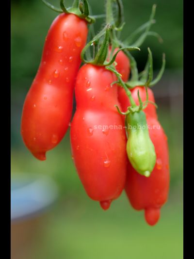 Томат Butalina di Castellamonte  (Бутылочный из Кастелламонте), 10 шт