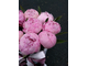 Cloud of peony Season от 9 шт.