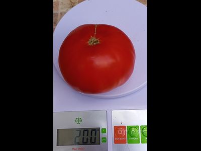 Томат Бабушкин из тайги ( усл.)