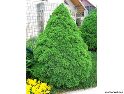 Ель сизая Коника - фото в саду - красовский-сад.рф