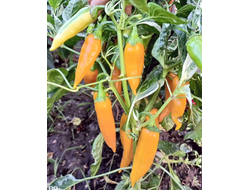 Перец острый Фиш оранжевый (Orange Fish Pepper)