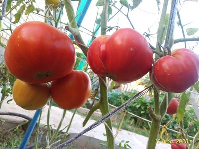 Томат Mega Marv (Мега Марв), США