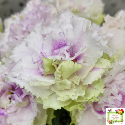 АВ-Свадебное Путешествие (Фиалковод) 2021 г. (лист посажен 03.11.25)