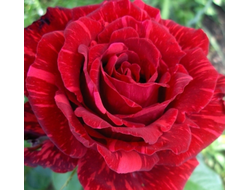 Ред интуишн  ( Red Intuition ), Ч/Г, Delbard