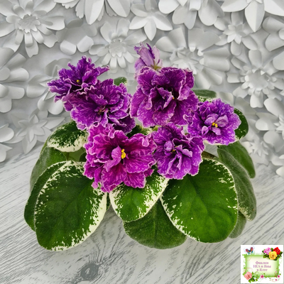 SV-Космические Ежи (С. Суворова) 2021 г.