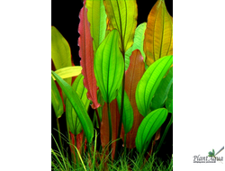 Эхинодорус Ред Даймонд (меристемный) Азия