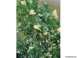 Можжевельник Кайзука Вариегата - фото в ландшафте - красовский-сад.рф