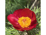 Paeonia tenuifolia ф.25.1