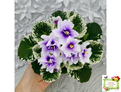 Р-Дурман (В. Зуб) 2020 г.