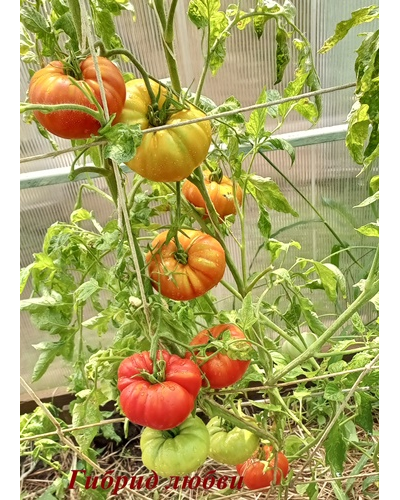 Томат Гибрид любви