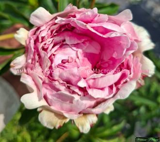 Память о Паустовском