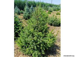 Ель Сербская - Picea Omorika