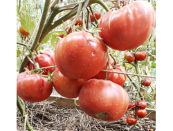 Томат Дакоста португальская (DaCosta's Portuguese)