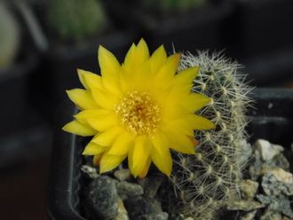 Sulcorebutia vargasii VS 961 - 5 семян