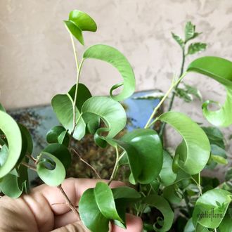 Ficus Benjamina Buklee / фикус букле