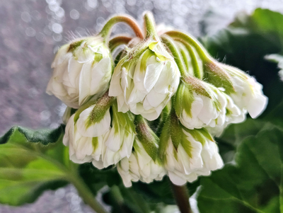 Пеларгония СиМ-Дамский Каприз