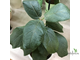 Ficus Glumosa / фикус Глумоза