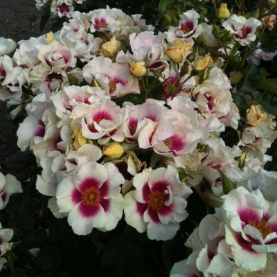 Си Ю ин Пёрпл (See You in Purple)