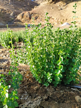 Затария, Персидский тимьян (Zataria multiflora) Иран, 5 мл - 100% натуральное эфирное масло