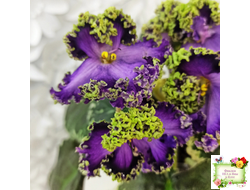 ЛЕ-Галатея Люкс (Е. Лебецкая) 2019 г.