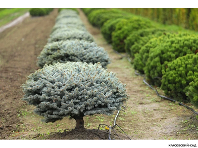 Ниваки - Бонсай садовый Ель Глаука Глобоза - Glauca Globosa