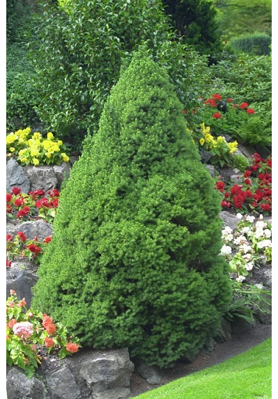 Ель канадская December