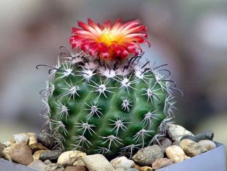 Parodia subterranea FR 731 - 5 семян