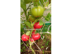 Томат Мамонт (Mammoth)