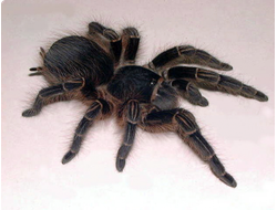 Acanthoscurria musculosa