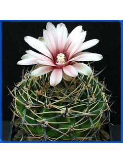 Gymnocalycium bicolor P 116