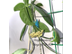 Hoya chewiorum (CR40)