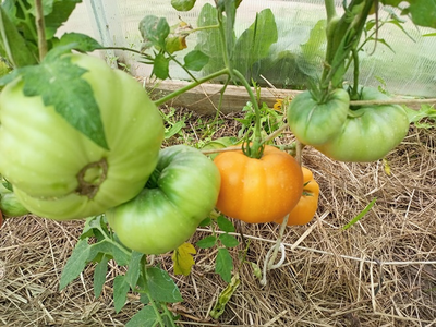 Томат Персики и крем (Peaches and Cream)