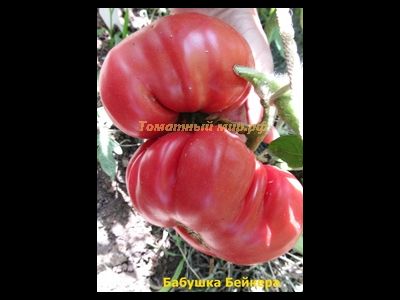 Томат Бабушка Бейкера (Grandma Baker's)