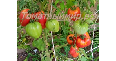 Томат Воловье сердце розовое (Volovsko srce pink)