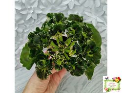 МТ-Кокилье (М. Тотиева) 2023 г.