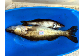 Рыбалка на Онежском озере