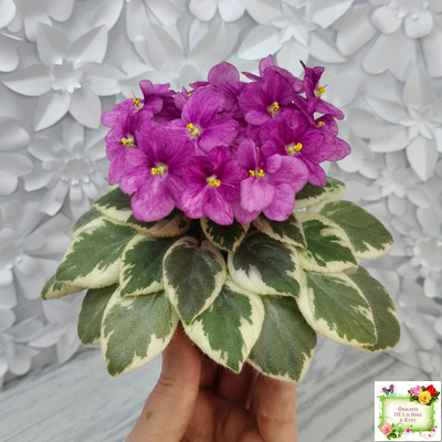 Rob's Lucky Ducky (R.Robinson) листовая химера (стартер сорт)