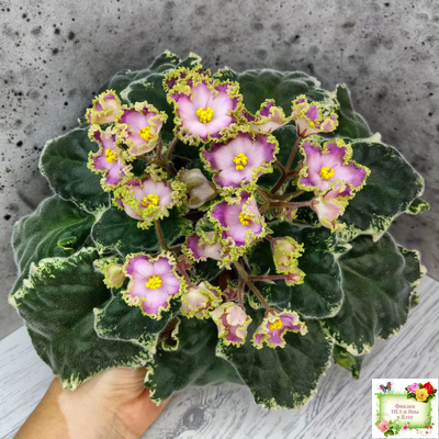 НД-Вербена (Н. Данилова-Суворова) 2021 г.