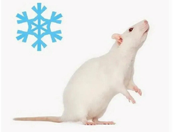 Крыса кормовая замороженная подросток, 60-100гр