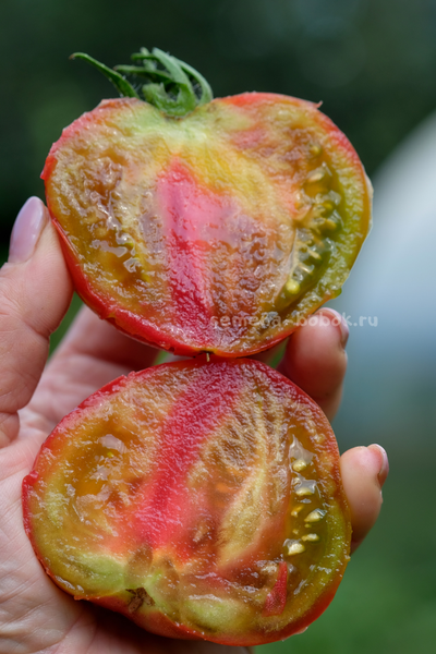 Томат Кленовое Сердце, 10 шт