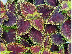 Колеус Coleosaurus