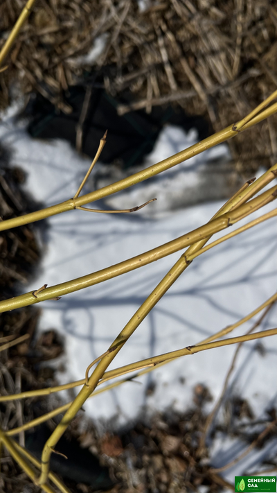Дерен отпрысковый "Бадс Йелоу"