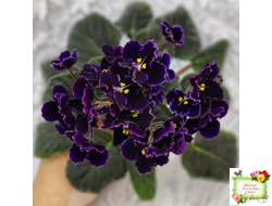 Mac's Black Pearl (G.McDonald) (лист посажен 01.11.25)