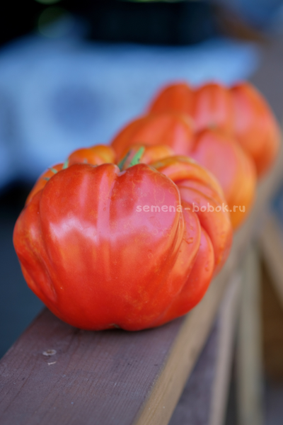 Томат Гигант Фарина, 10 шт