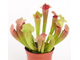 Sarracenia Fiona