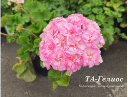 Пеларгония Гелиос  фото