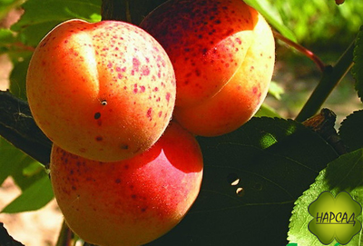 ПАМЯТИ САЛАМАТОВА (компактный и вкусный)