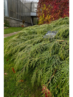 МИКРОБИОТА