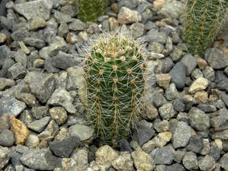 Echinopsis hybrid ‘Impulse’ x ‘Coquette’ (D=15-18mm, H=30mm)